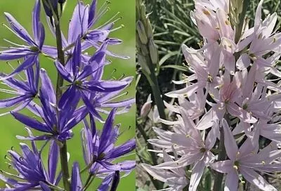 Камассия: красота диких цветов в вашем саду