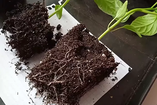 Как за месяц вырастить рассаду перца с крепкими корнями: секрет мощных кустов и обильного урожая