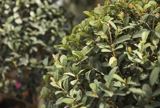 Как вырастить миртовое дерево дома: секреты ухода и частые ошибки