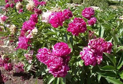 Только в октябре или никогда: все секреты осенней пересадки пионов для их пышного цветения в следующем году