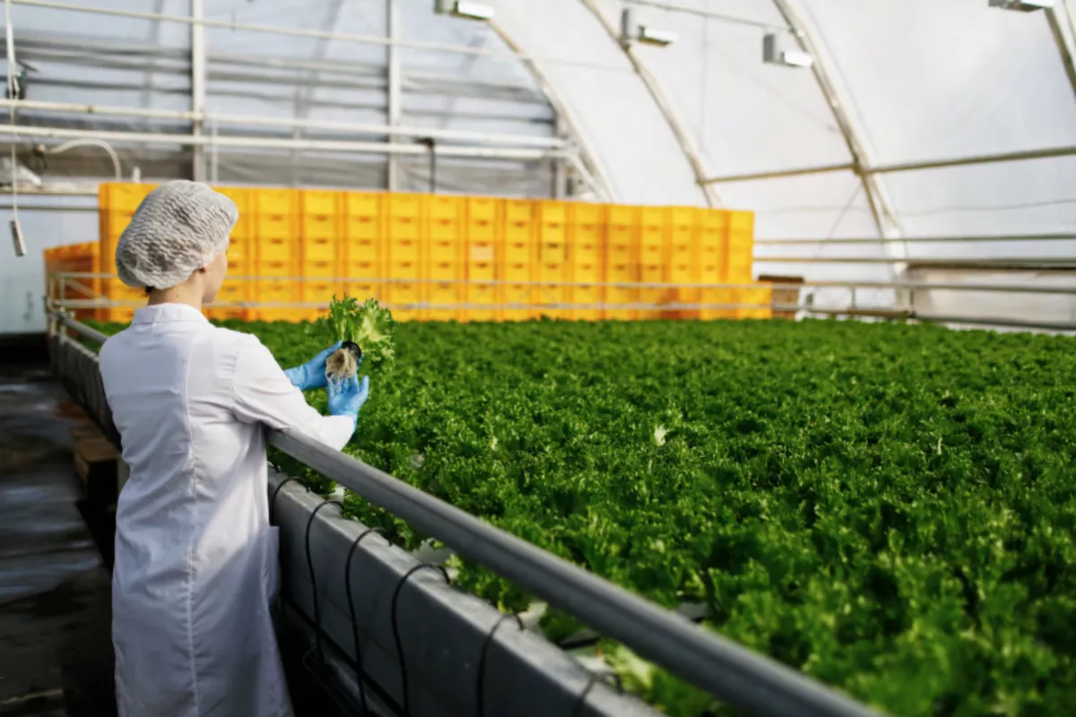 Кубань вошла в топ-5 регионов России по числу производителей органической продукции