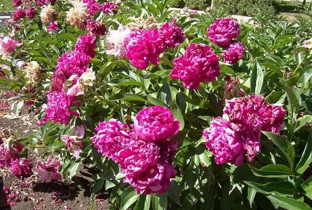 Только в октябре или никогда: все секреты осенней пересадки пионов для их пышного цветения в следующем году