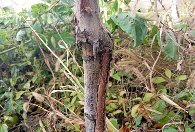 Глина в саду – первейшее средство: лечение натуральной целебной замазкой и не только