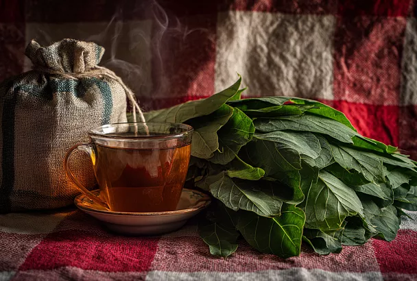 Ферментированный чай из листьев шелковицы: ароматный и полезный напиток