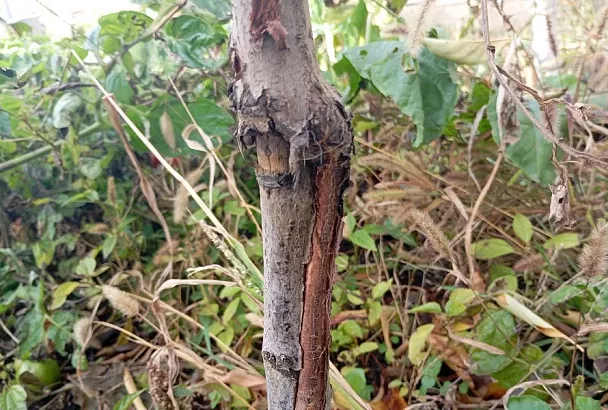 Глина в саду – первейшее средство: лечение натуральной целебной замазкой и не только