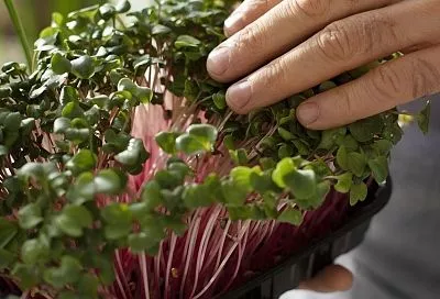 От переломов — эти 2 вида микрозелени! Женский секрет (после 50 лет) крепких костей и защиты от остеопороза