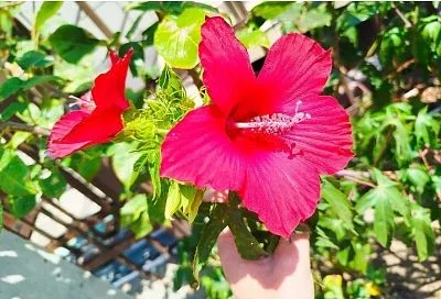 Фантастически огромные яркие цветы: гибискусу надо немного, чтобы радовать вас ими до глубокой осени