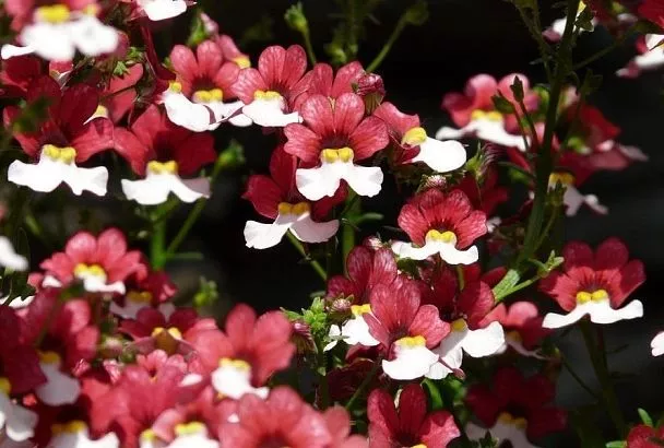 Немезия: мой любимый цветок, который украшает сад без лишних хлопот