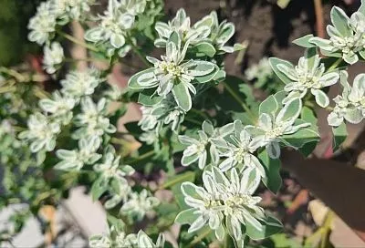 Ядовитый «снег в горах» снова в моде: где посадить молочай окаймленный и чего бояться