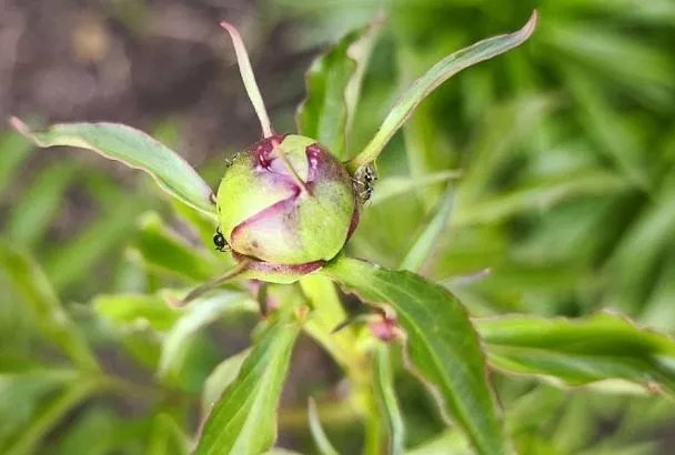 Просто смыть: почему муравьи любят сидеть на бутонах пионов и как их изгнать