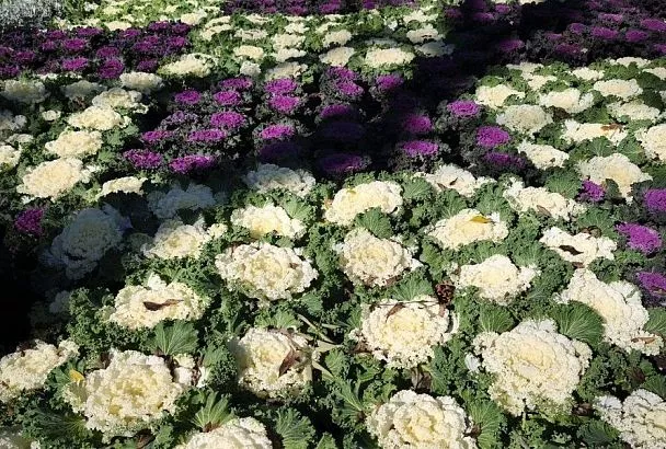 Декоративная капуста – цветок, который не боится морозов и украшает сад всю зиму