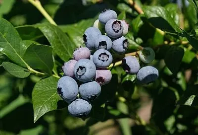 Голубика не растет в обычной земле: опытный садовод рассказал, как надо сажать эту ягоду, чтобы собирать урожай ведрами