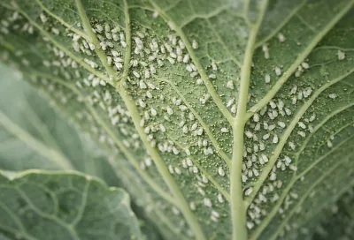 Садим 4 куста на даче — и белокрылки с томатов след простыл: простой способ защитить теплицу без химии