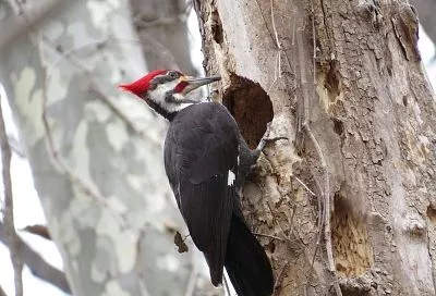 Народные приметы на сегодня – 19 марта, что можно и нельзя делать в Константинов день по народному календарю