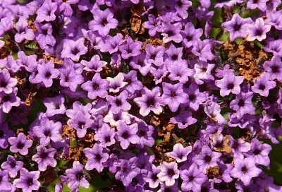 Клумба – торт: этот красавец превратит любой участок в цветущий сад с ароматом ванили