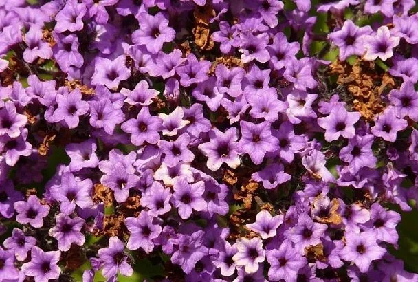 Клумба – торт: этот красавец превратит любой участок в цветущий сад с ароматом ванили