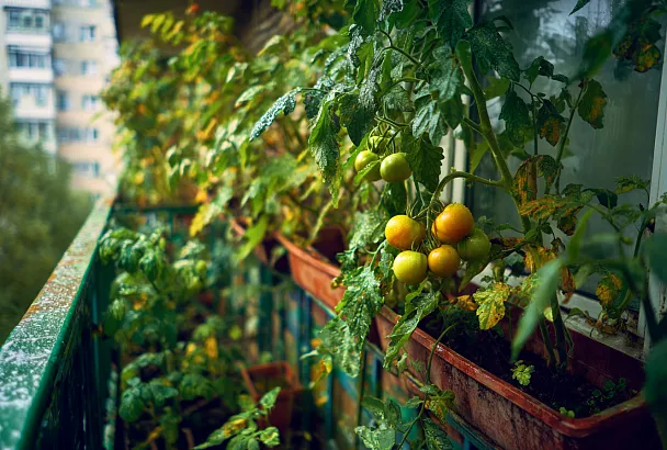 Овощи которые легко вырастить на балконе — даже если у вас всего 3 квадратных метра