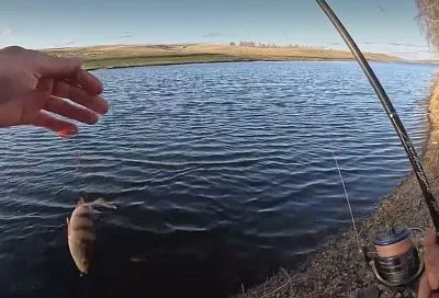 Забросил — и сразу клюет: 4 лучшие проводки для ловли окуня ранней весной.