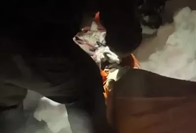 Операция по спасению травмированного поездом «волка» в Сочи попала на видео