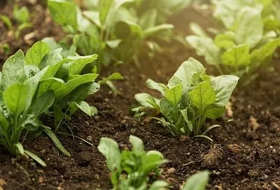 На уровень выше: как спасти грядки от затопления