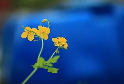 Ушлые дачники никогда не выбрасывают этот сорняк: польза, которую чистотел может принести вашему участку