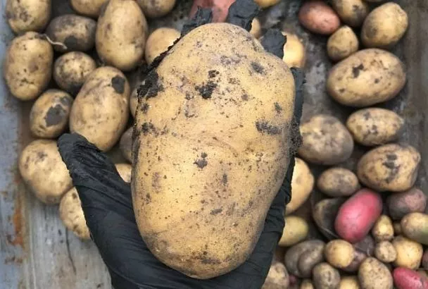 Сажаю картошку из отводков с ложкой суперфосфата — и результат лучше, чем с целых клубней 