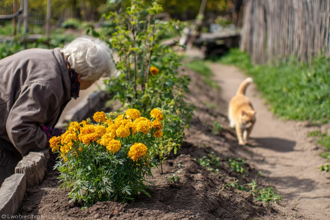 5 способов красиво высадить бархатцы — простые идеи для клумбы и огорода