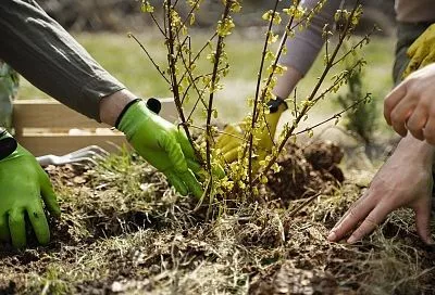 Замульчируйте осенью ягодники по этой схеме — и увеличьте будущий урожай вдвое