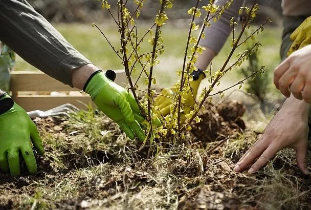 Замульчируйте осенью ягодники по этой схеме — и увеличьте будущий урожай вдвое