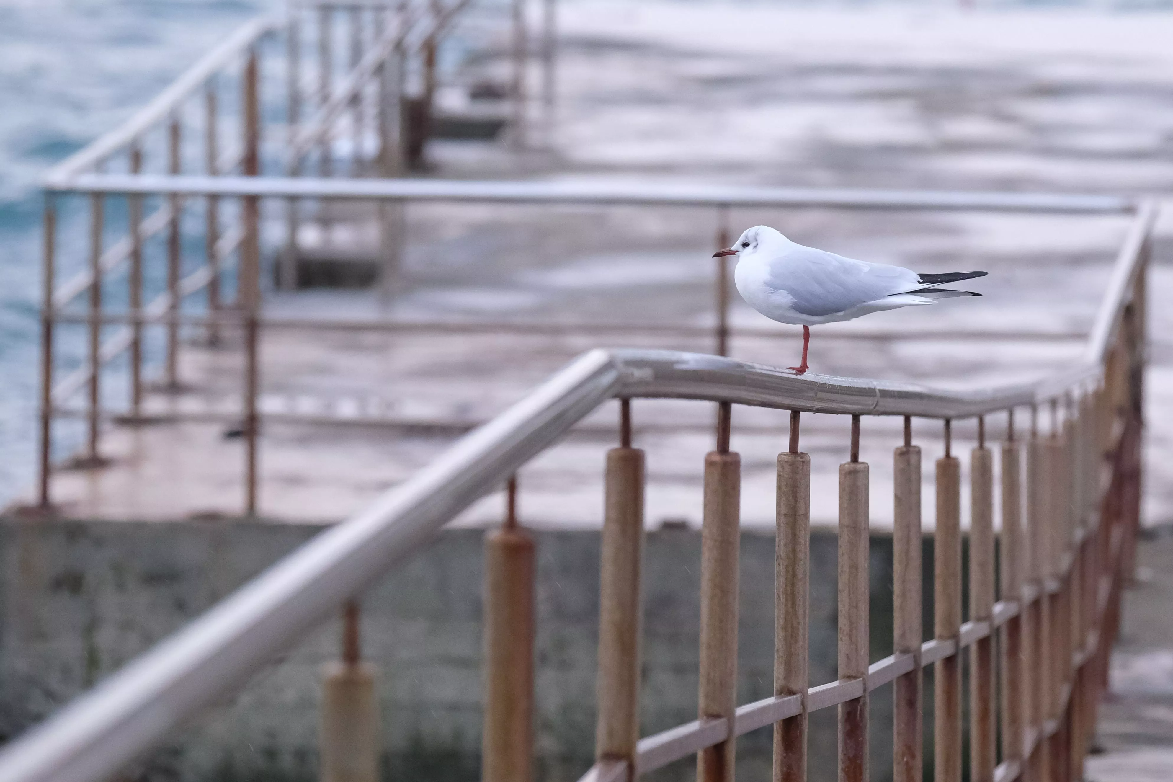 В Сочи введены ограничения на передвижение к причалам морского порта