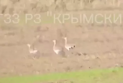 Семь краснокнижных дроф сняли на видео в Краснодарском крае