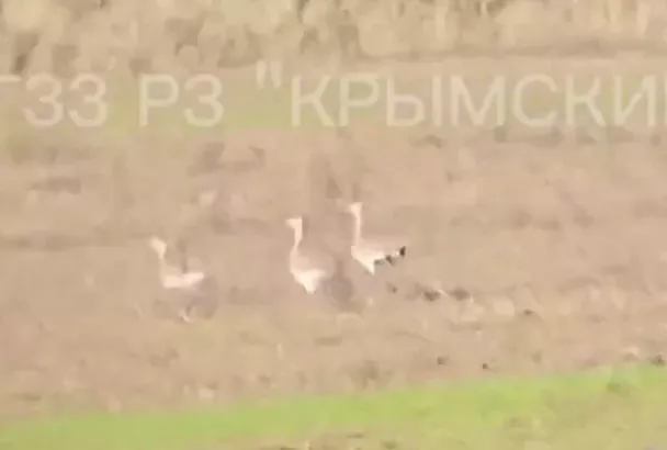Семь краснокнижных дроф сняли на видео в Краснодарском крае