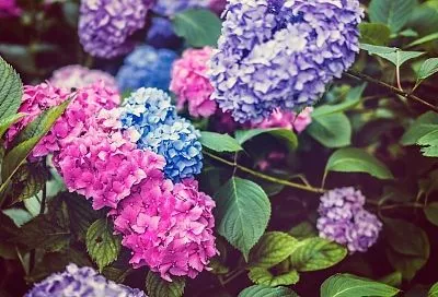 Этих гортензий шапки душистые: 5 лучших сортов гортензии 2025 — всё лето в пышном и ярком цвету