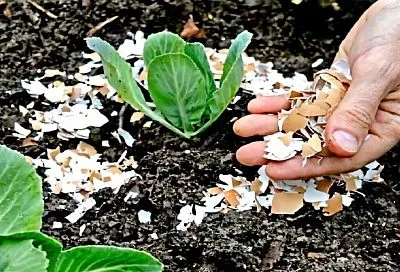 Неправильное использование яичной скорлупы в огороде: развеиваем мифы