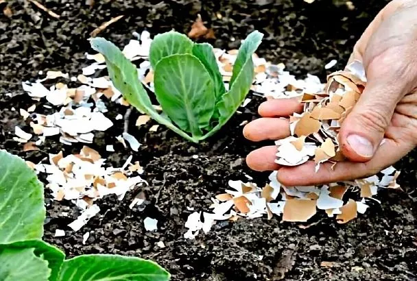 Неправильное использование яичной скорлупы в огороде: развеиваем мифы