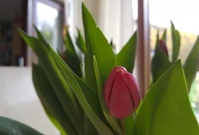 Сажаем тюльпаны в ноябре - и букет к 8 марта: выгонка цветов в домашних условиях