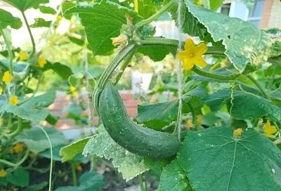 Огурец не боится холода: 3 сорта, которые устойчивы к низким температурам