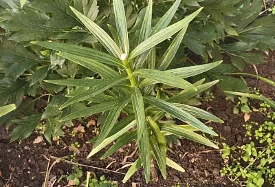 Есть 3 вещи, которые нельзя делать с лилиями после цветения, иначе в следующем году цветов не дождетесь