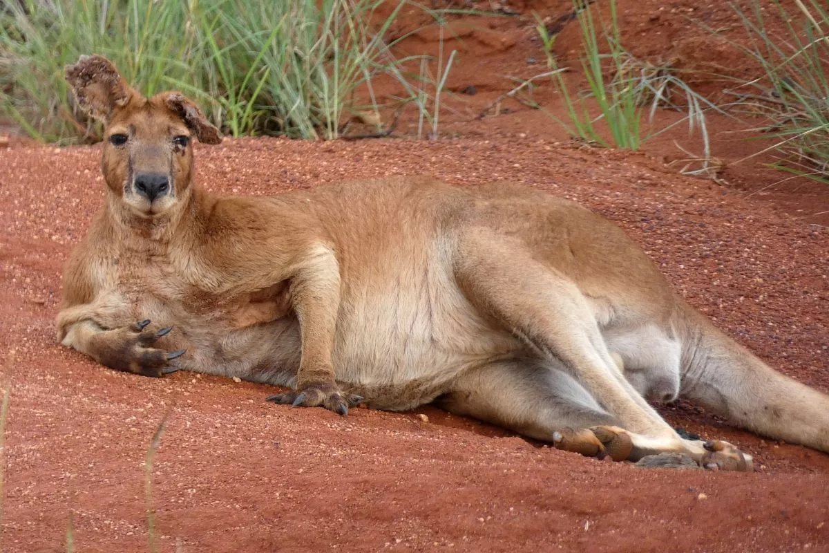 За время экспедиции путешественникам удалось наблюдать около 150 видов животных. За время экспедиции путешественникам удалось наблюдать около 150 видов животных.