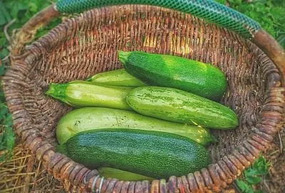 Кабачки пойдут уже через месяц: 6 ранних сортов, которые дают урожай без пауз всё лето