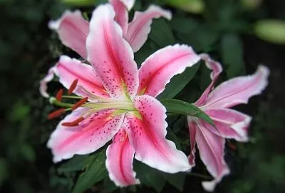 Как обрезать лилии, чтобы луковицы не гнили и каждый год давали пышные бутоны 