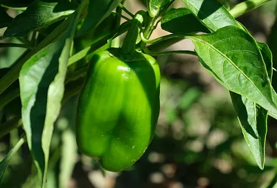 Топ-5 сортов болгарского перца с гигантскими плодами: выбираем чемпионов себе на грядку