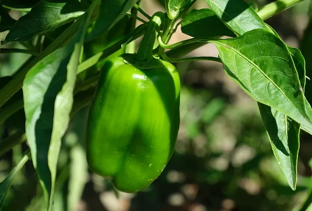 Топ-5 сортов болгарского перца с гигантскими плодами: выбираем чемпионов себе на грядку