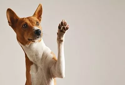 Четыре лапы и влажный нос: в Китае придумали новый маркетинговый ход, который пользуется успехом у туристов