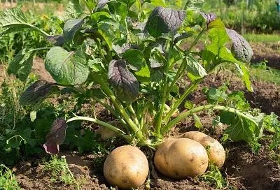 По совету деда посадили картошку под картоном. Теперь практически не используем лопату, а урожай стабильно радует. Держите лайфхак