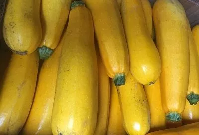 Быстрее зреют и приносят больше пользы: чем желтые кабачки отличаются от обычных