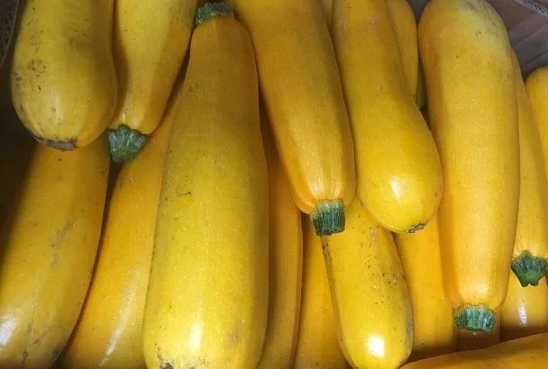 Быстрее зреют и приносят больше пользы: чем желтые кабачки отличаются от обычных