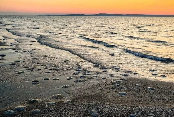 Дальневосточная креветка за 10 лет захватила Азовское море