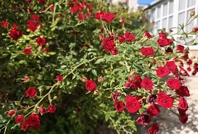 Салицилка и аммиак: недорогое и эффективное средство от пятнистостей на розах