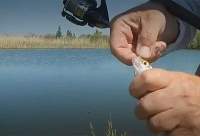 На что клюет плотва: секрет весенней ловли в проводку и 3 лучшие насадки